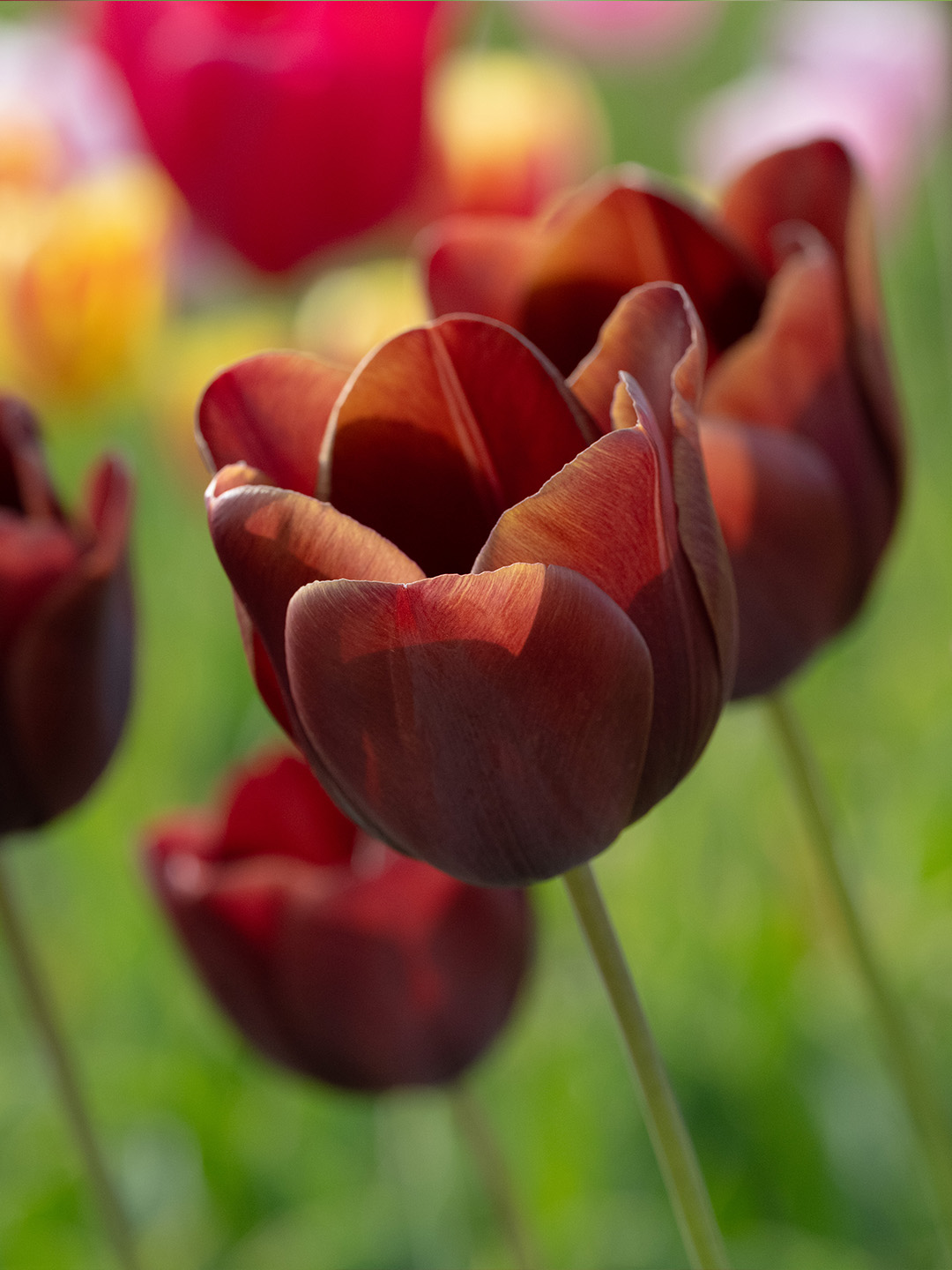 Tulp Dom Pedro