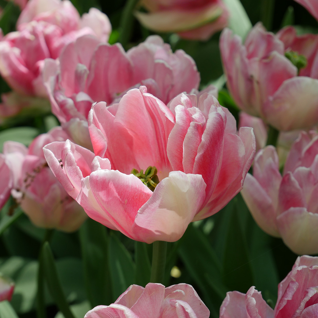 Tulip Foxtrot
