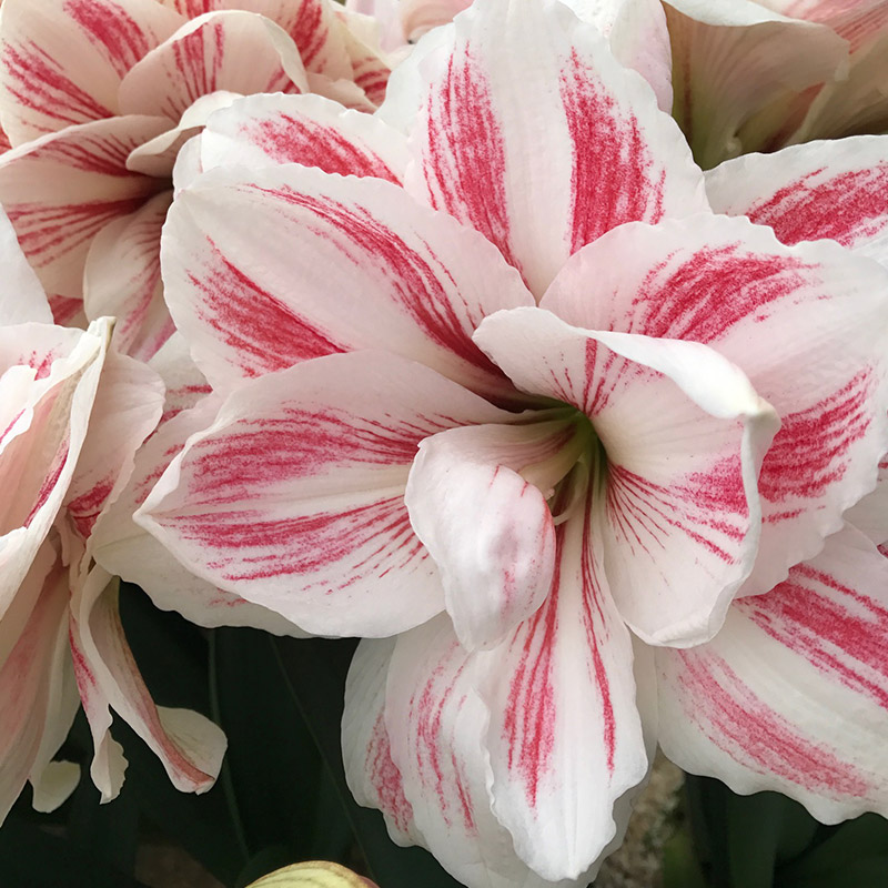 Amaryllis Aquaro®