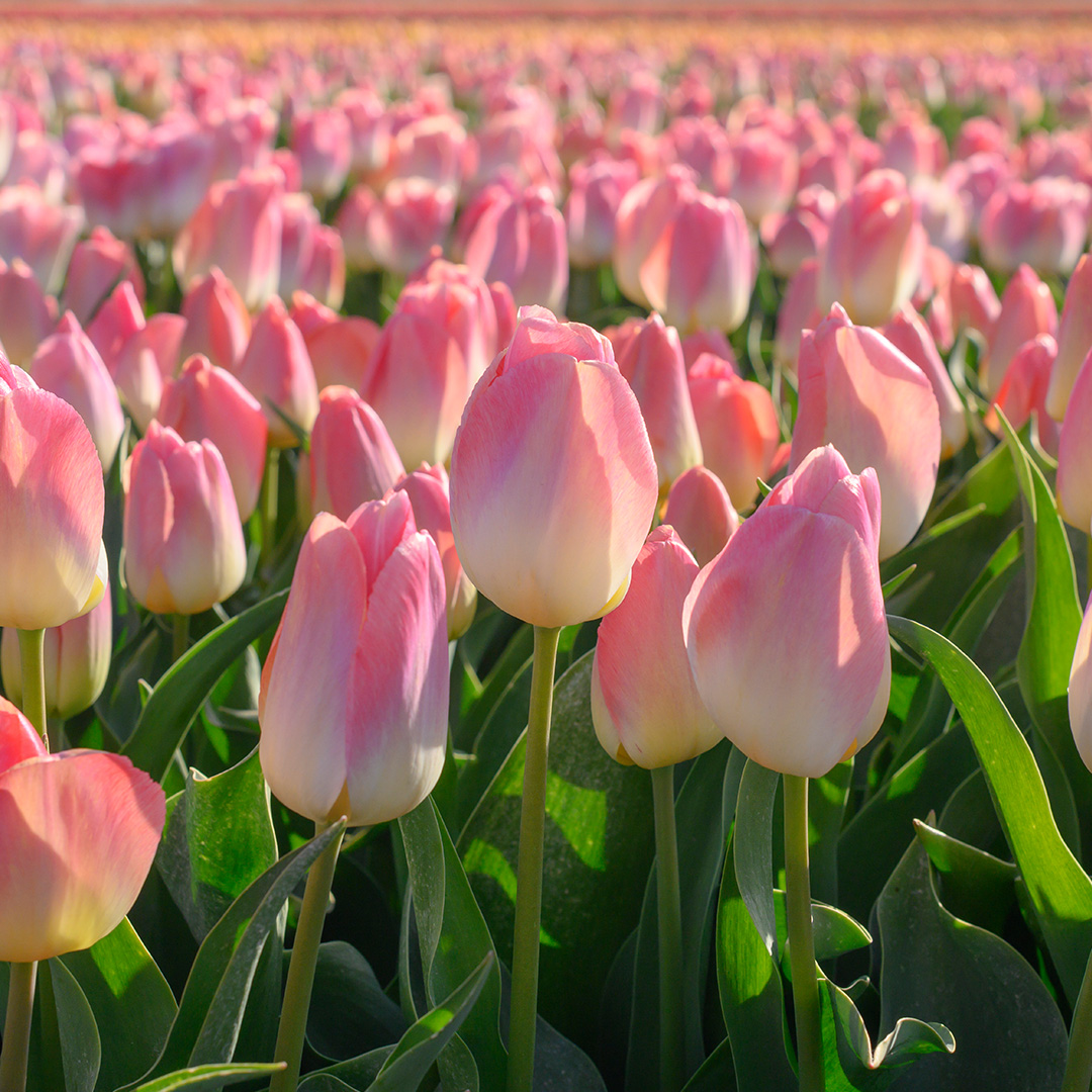 Tulp Kunyun