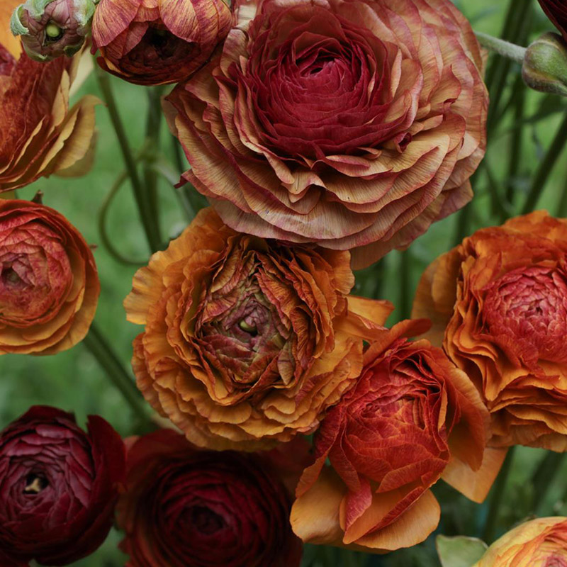 Ranunculus Picotee café
