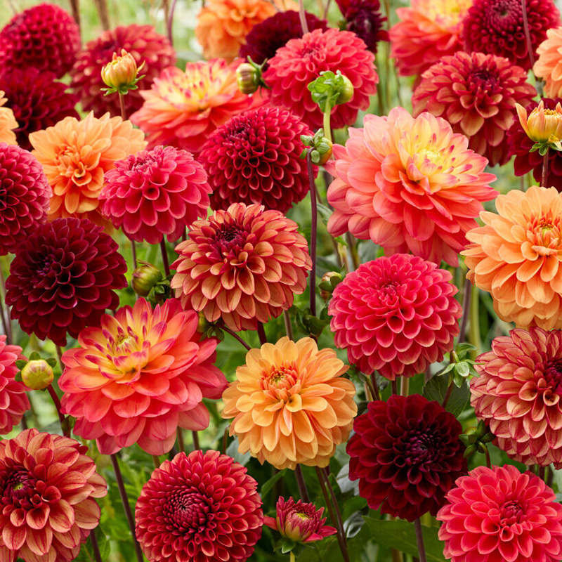 Dahlia Indian Summer Mix