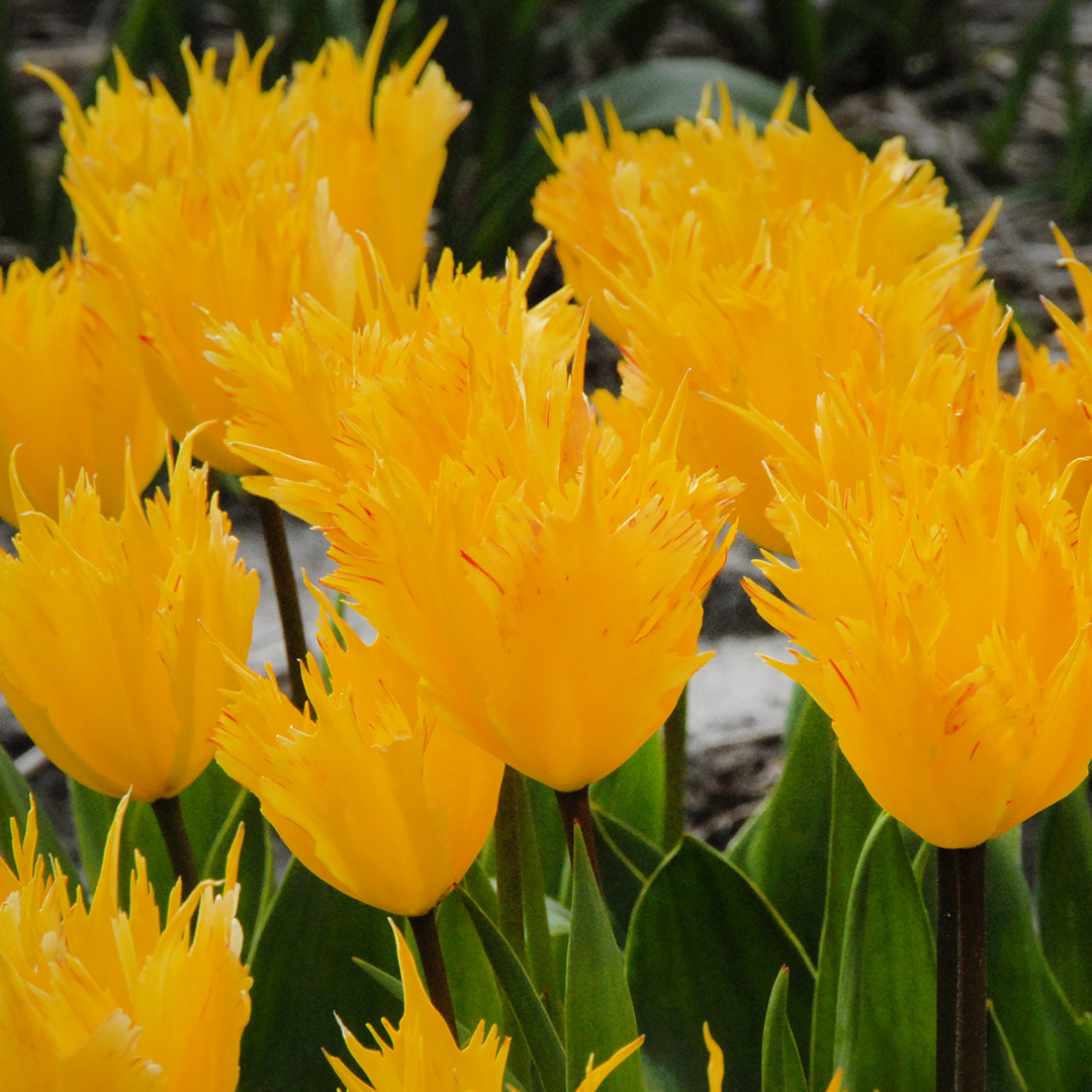 Tulipa Golden Leo