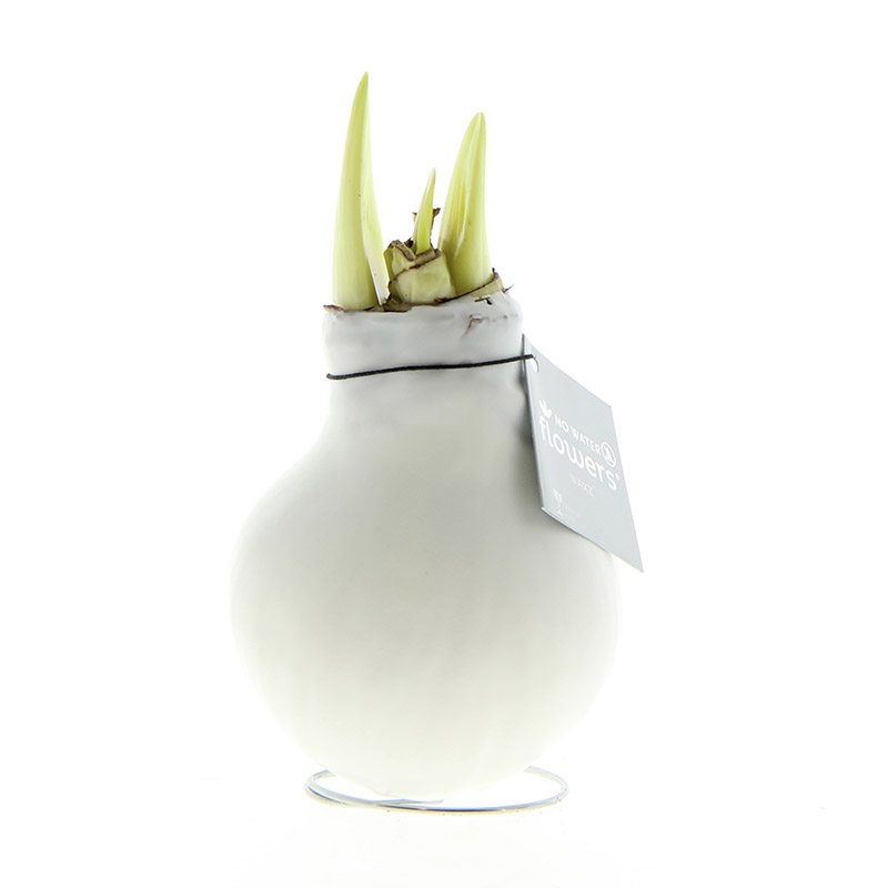 Wax Amaryllis Blanc