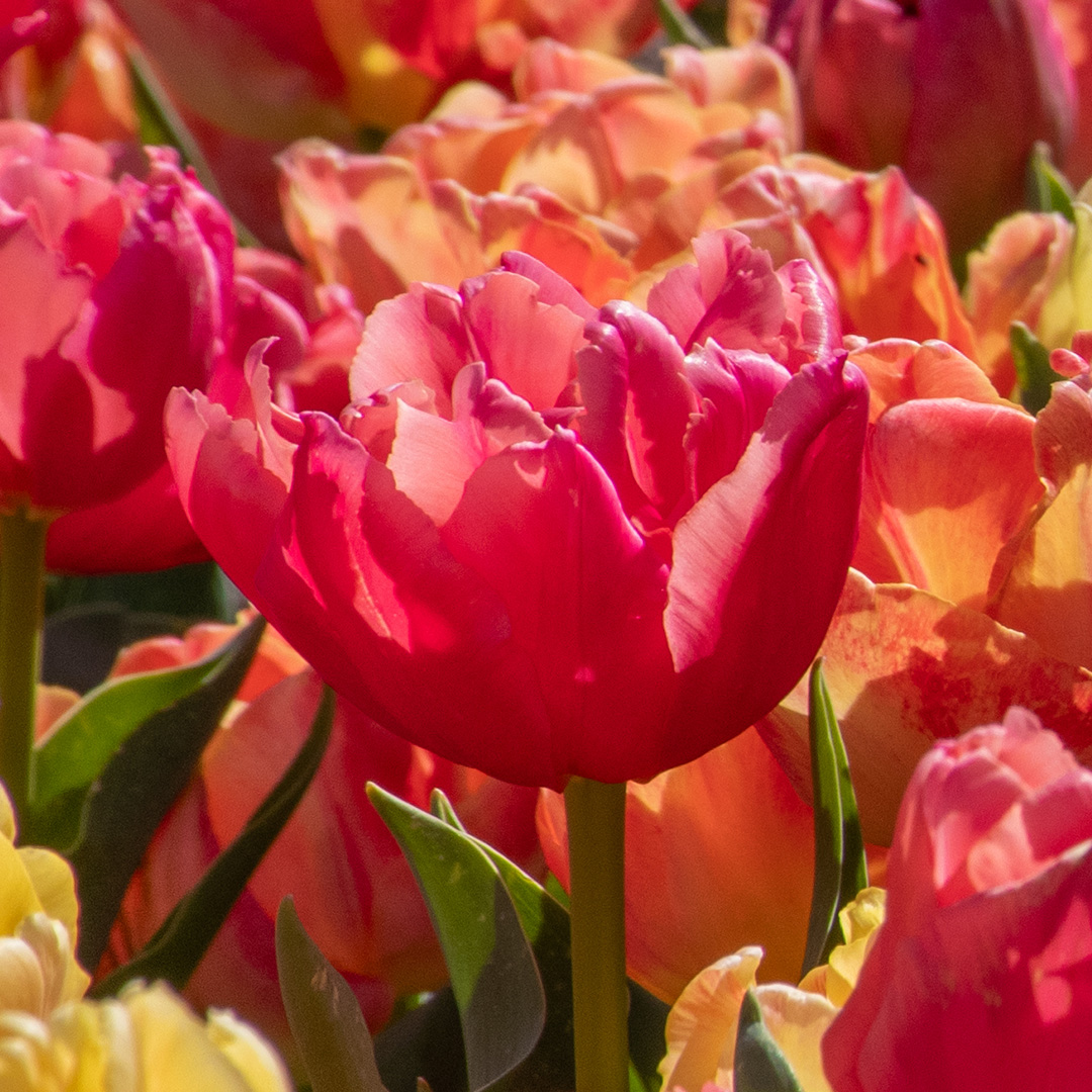 Tulp Pink Symbiose