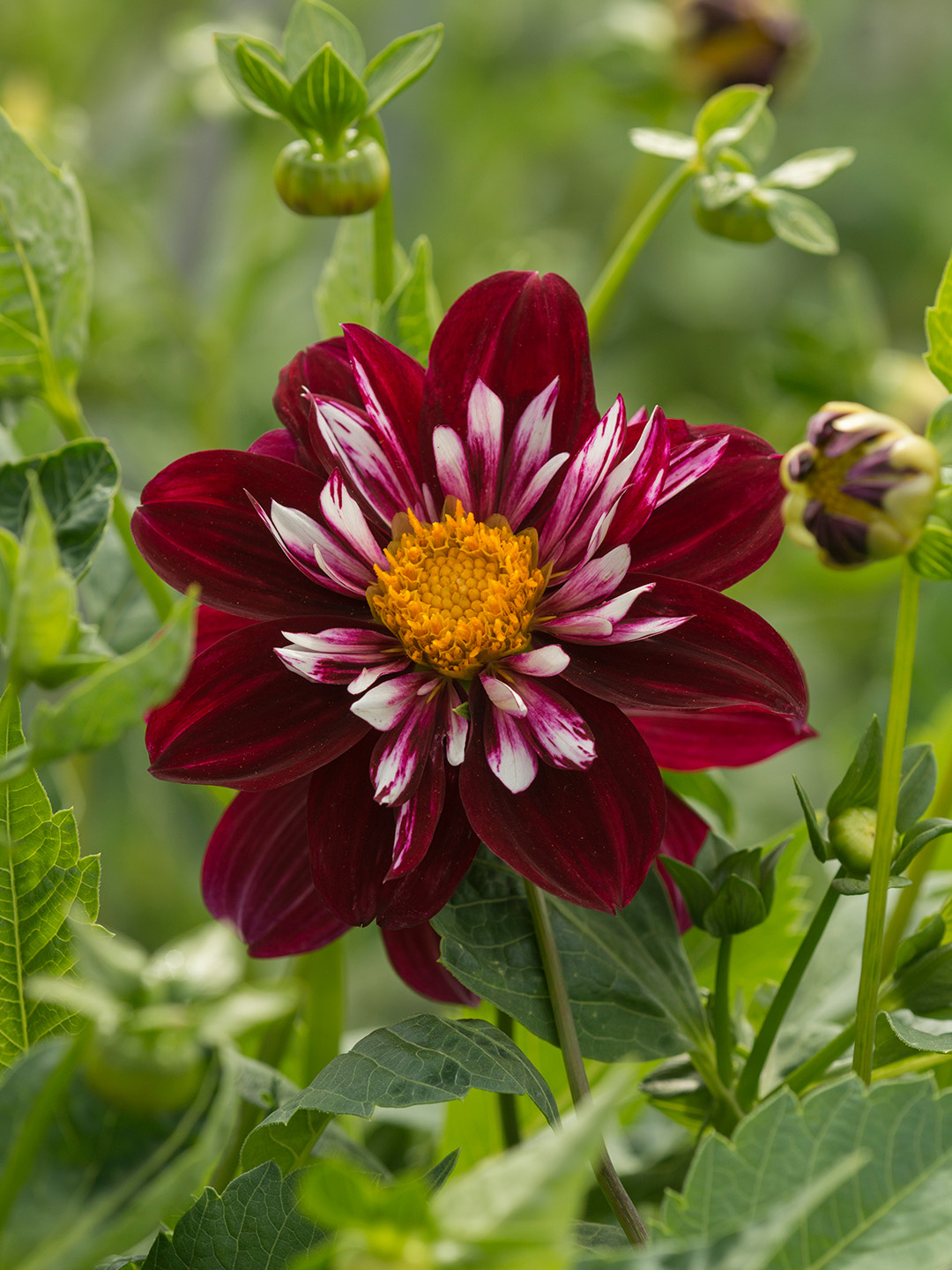 Dahlia Night Butterfly