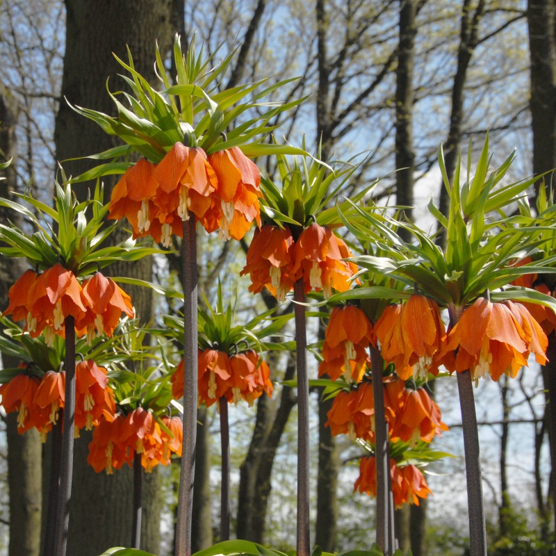 Fritillaire imperialis Aurora