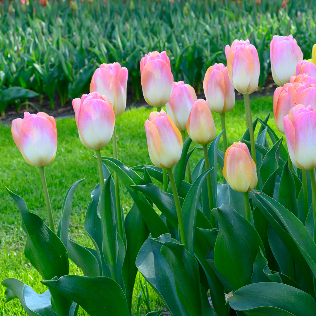 Tulp Kunyun