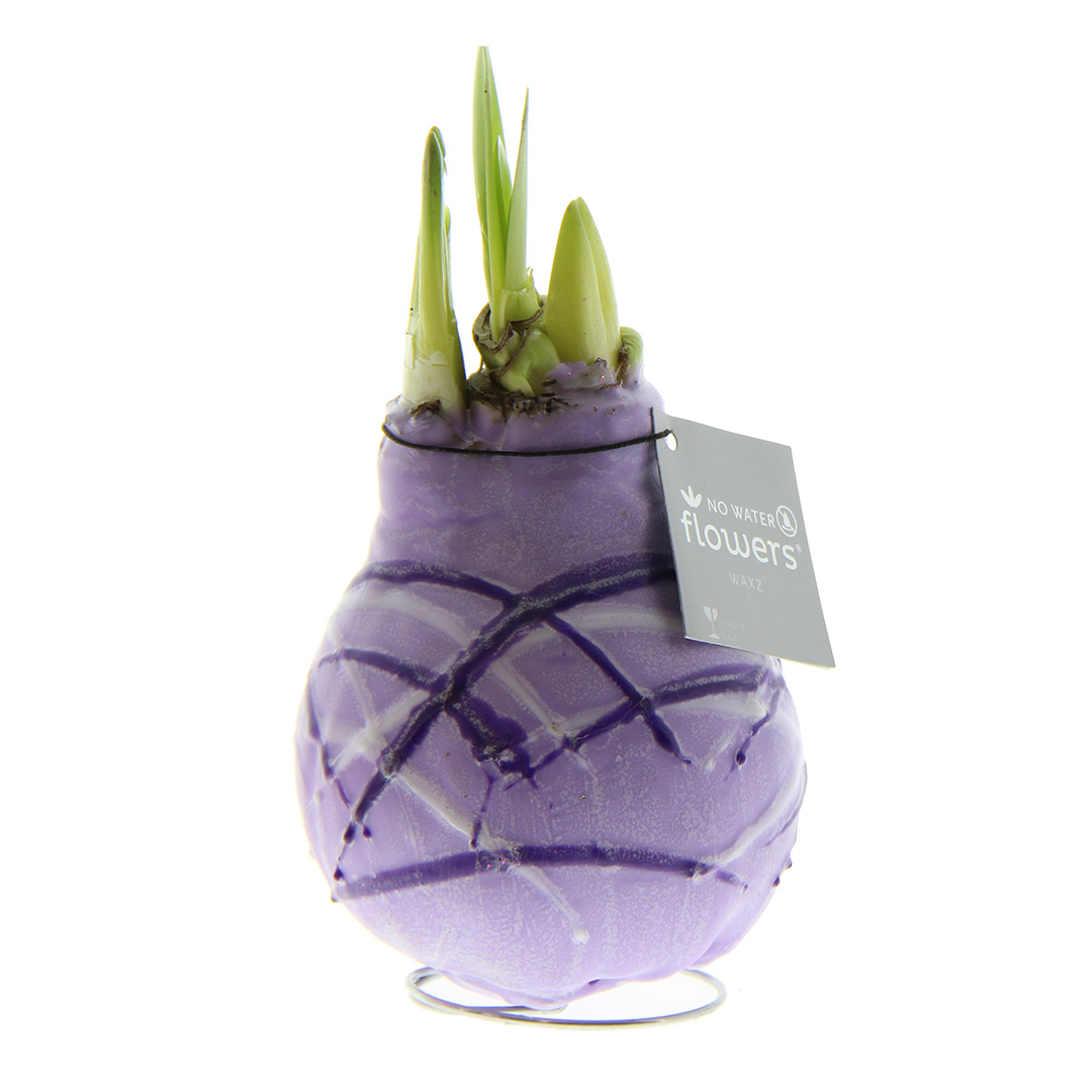 Wax Amaryllis Monet Violet
