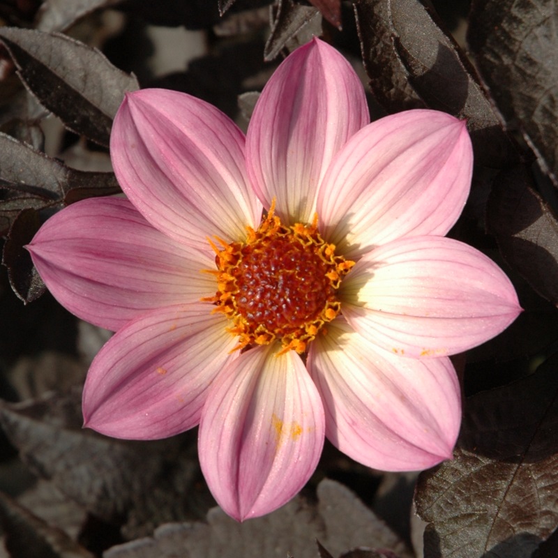 Dahlia Happy Days Pink®