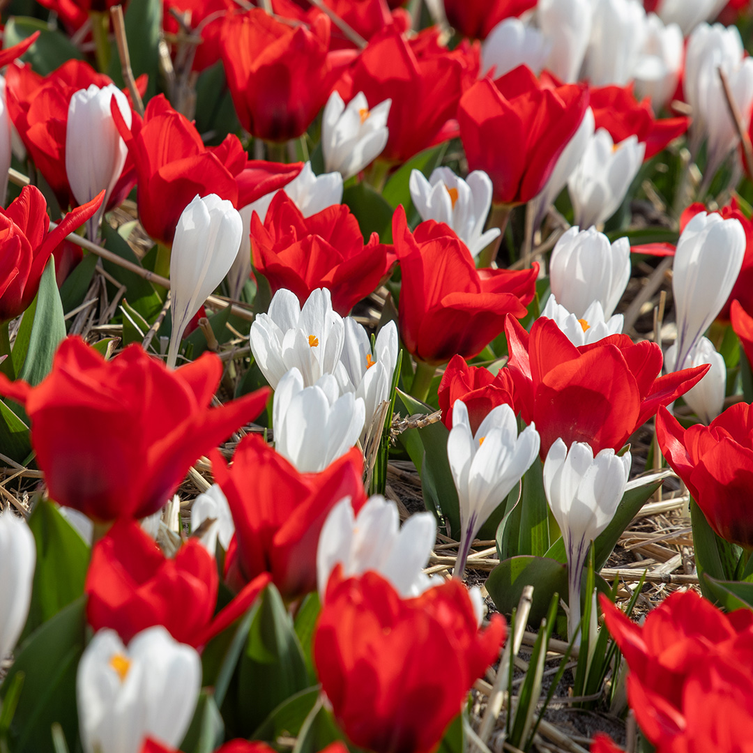 Pizza Tulp Showwinner & Krokus Jeanne d'Arc