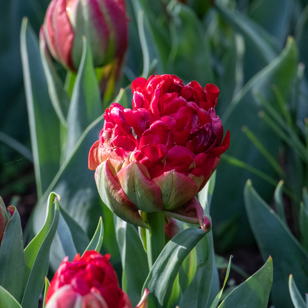 Tulip Ice Cream Strawberry