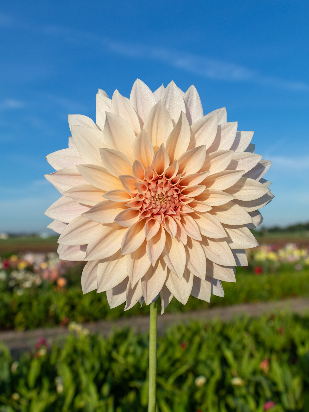 Dahlia Café au Lait