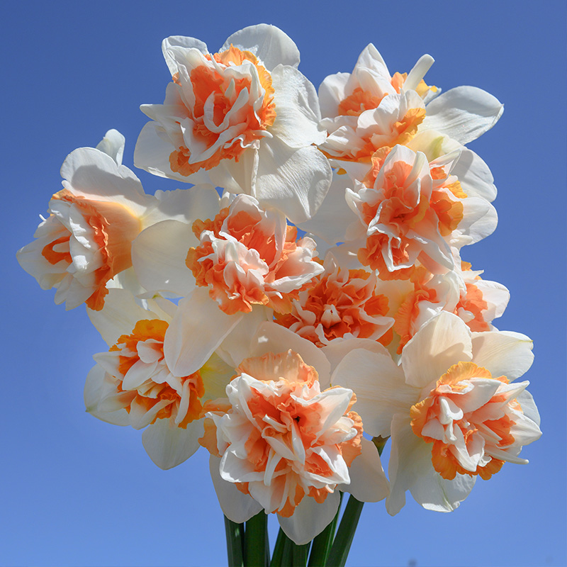 Jonquille Extravaganza