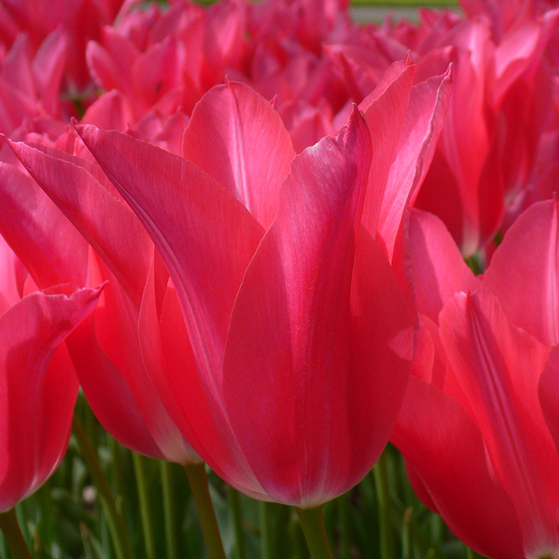 Tulipe Mariette