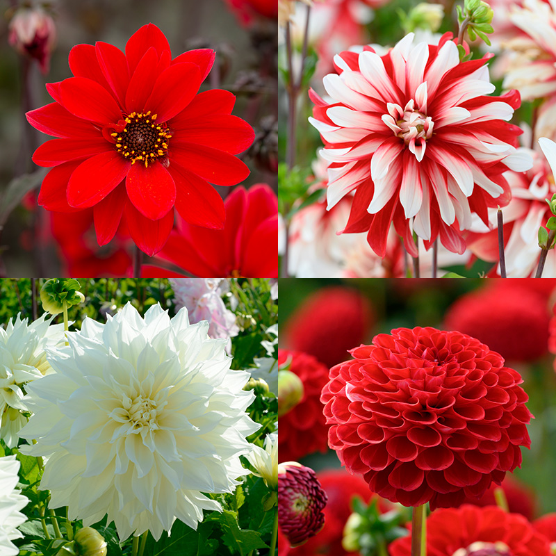 Dahlia mélange “rouge blanc“
