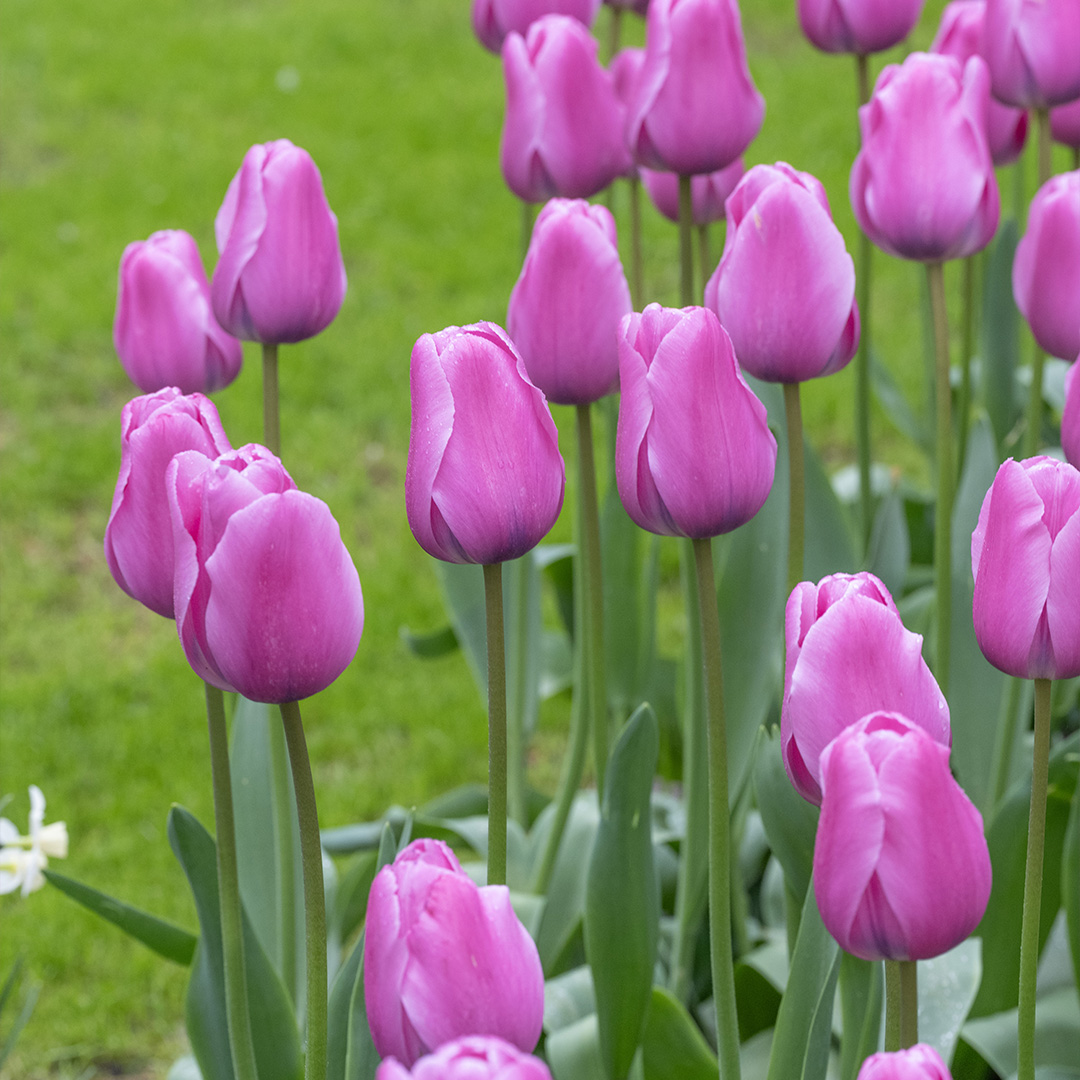 Tulp Lincoln