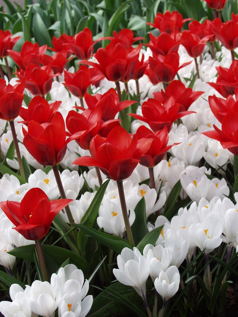 Tulipe Showwinner