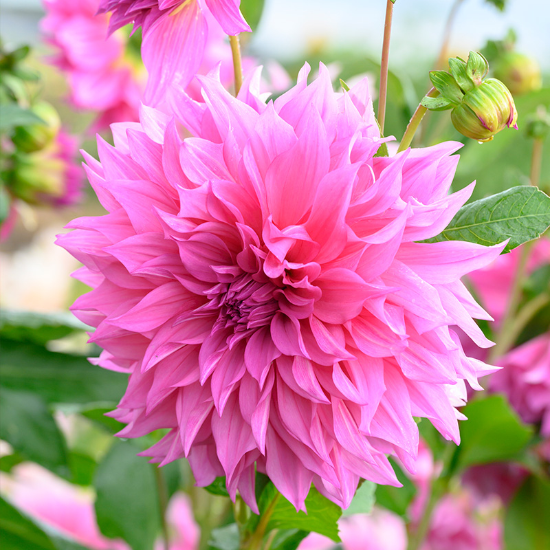 Dahlia Café au Lait Rose