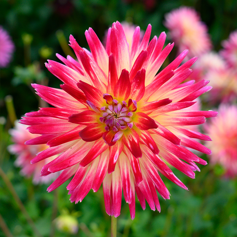 Dahlia Tahiti Sunrise