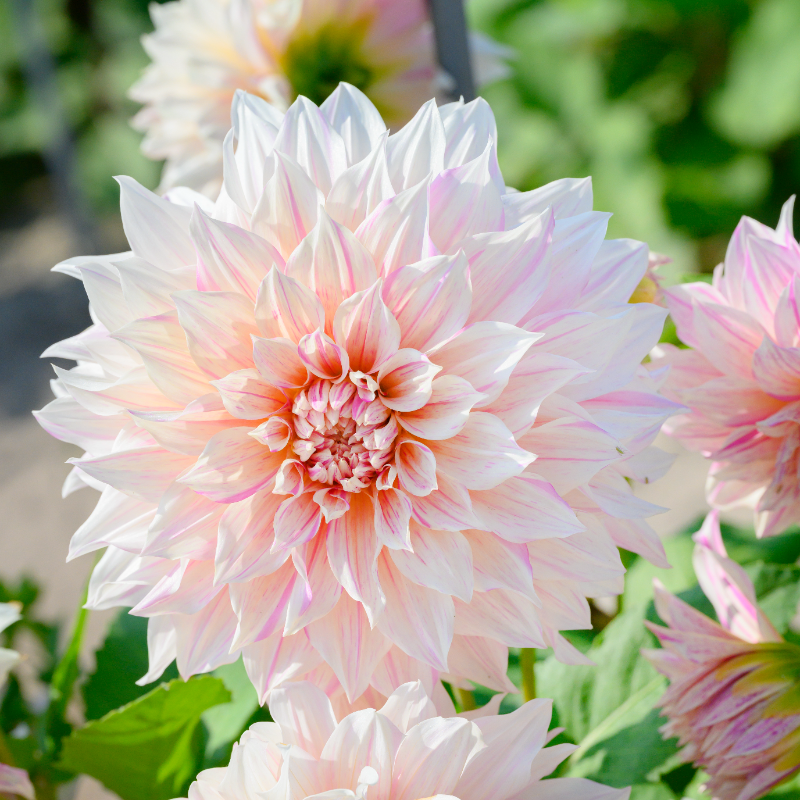 Dahlia Café au Lait Twist