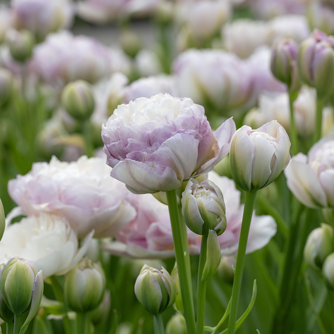 Tulp Double Surprise