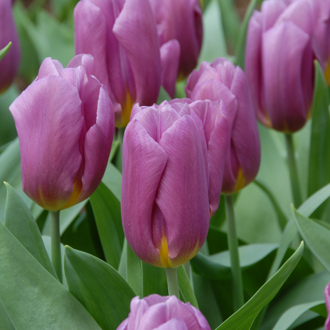 Tulp Copex