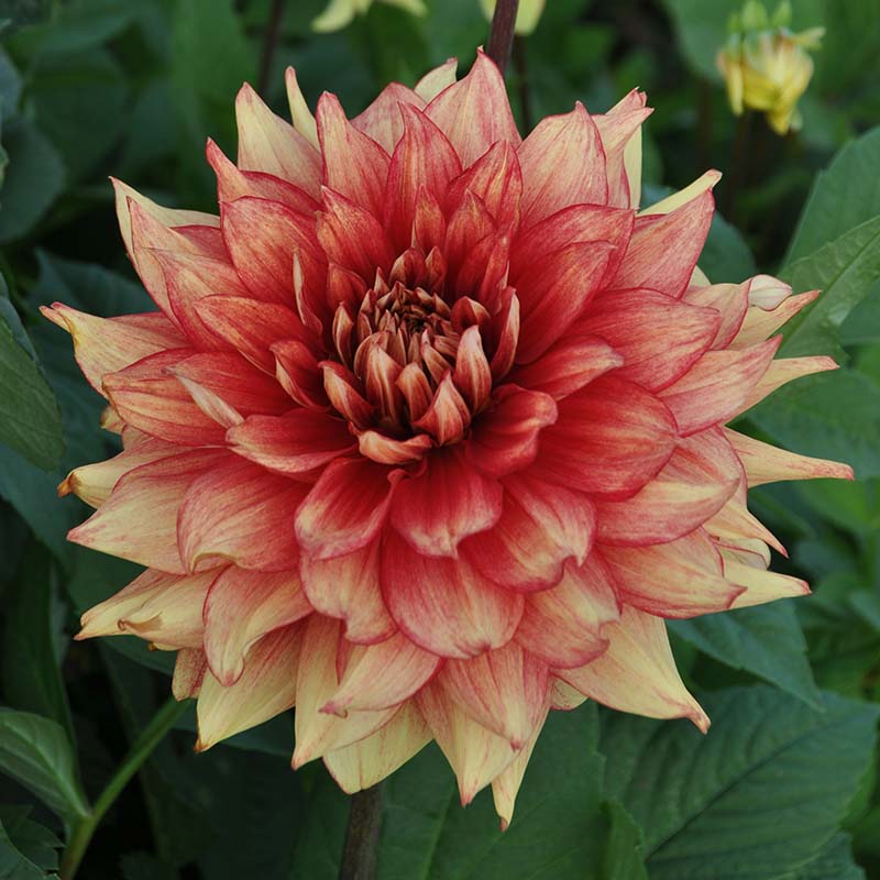 Dahlia Dazzling Magic