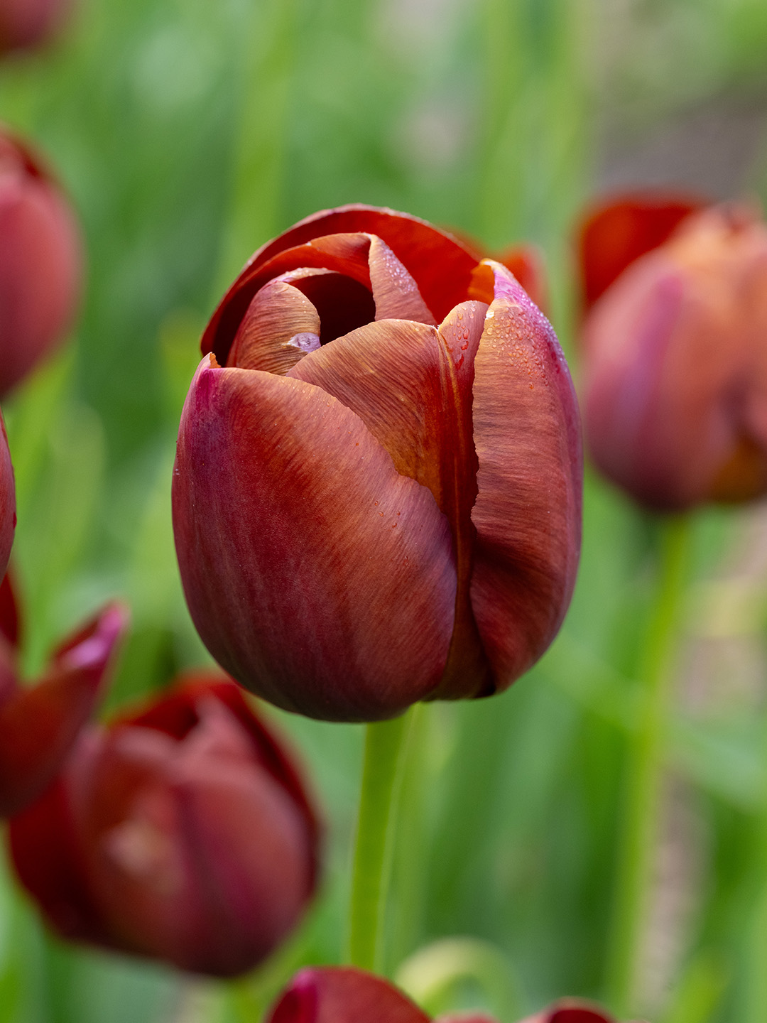 Tulp Dom Pedro