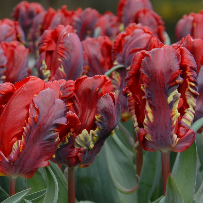 Tulipe Rococo