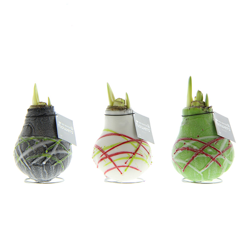 Wax Amaryllis Collection Picasso