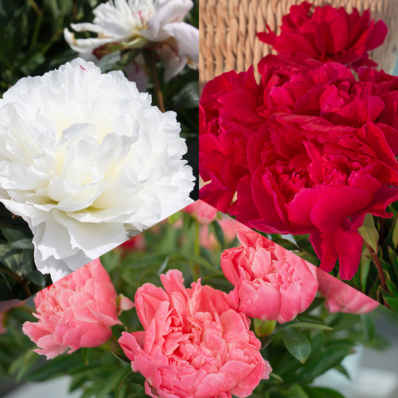 Collection pivoine jardin romantique