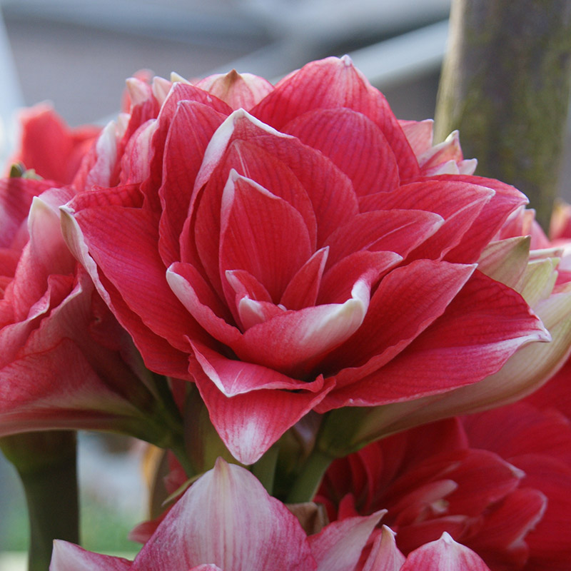 Amaryllis Double Dream