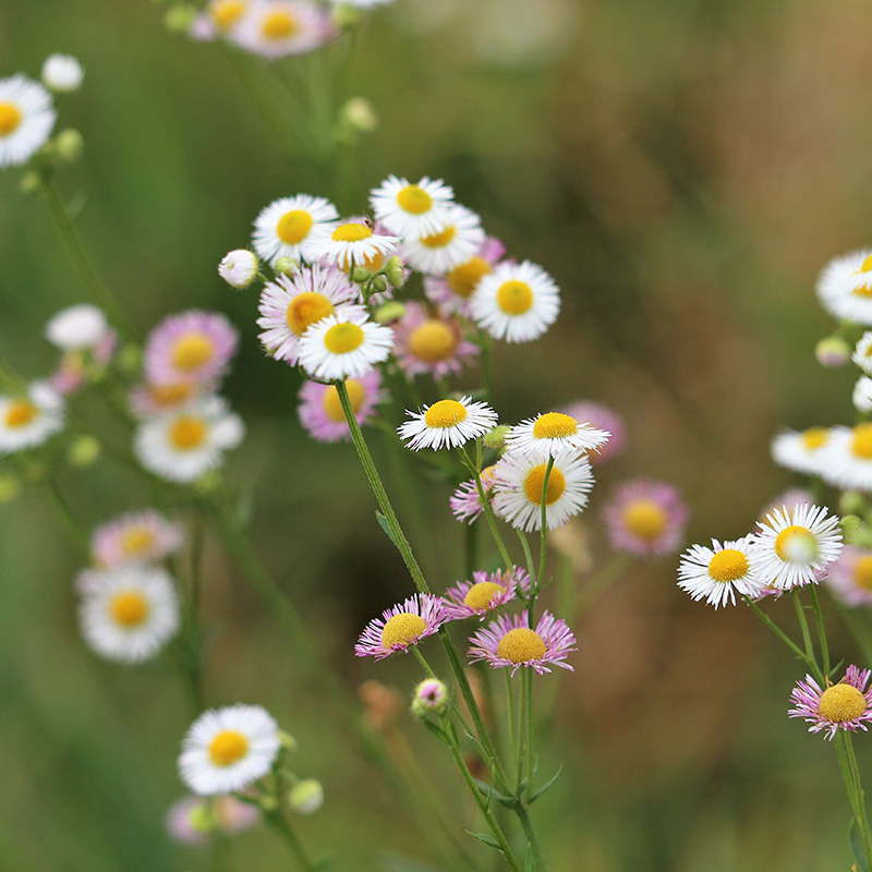 Erigeron karvinskianus - Vergerette