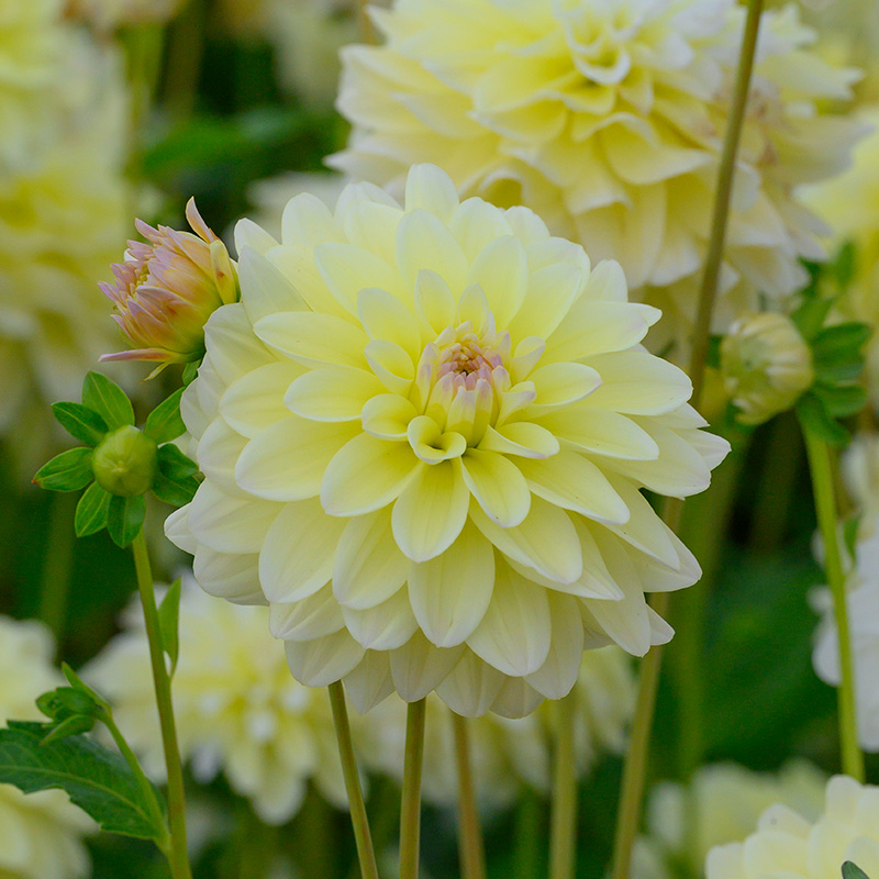 Dahlia Innocent Silence