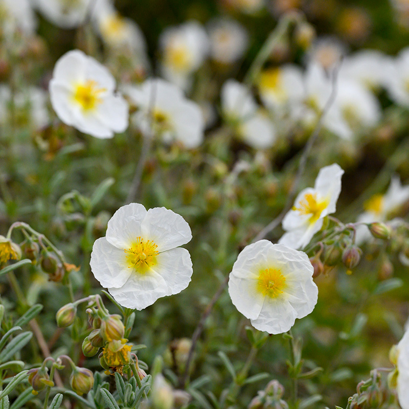 Hélianthème blanc (Helianthemum) 'The Bride'