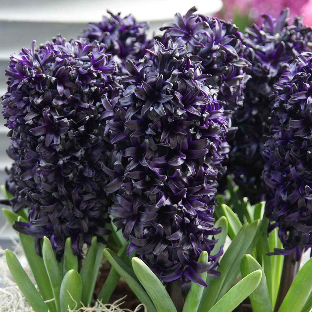 Hyacinth Midnight Sky
