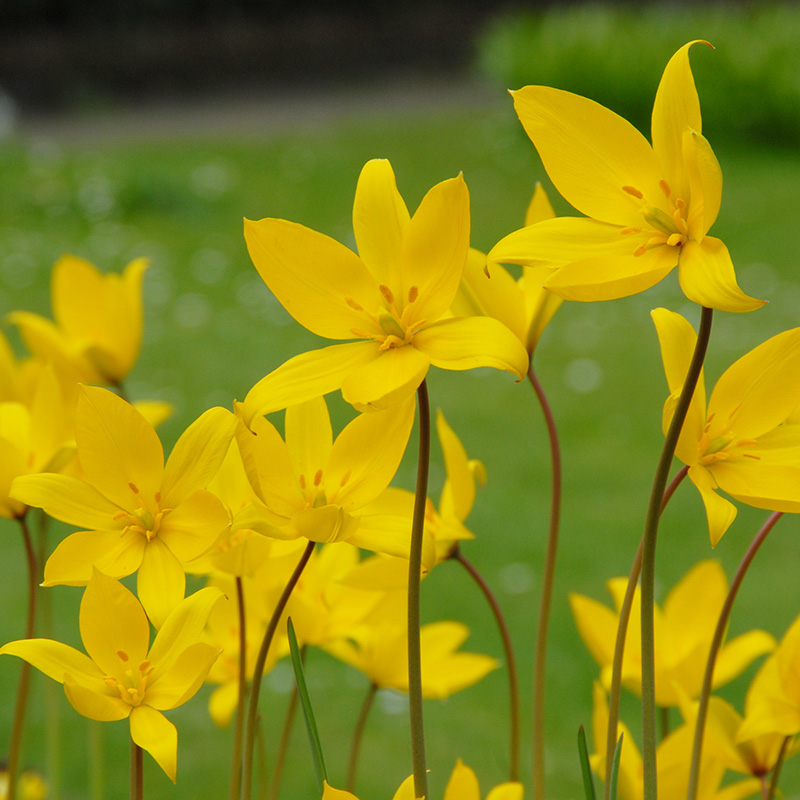 Tulipe sylvestris