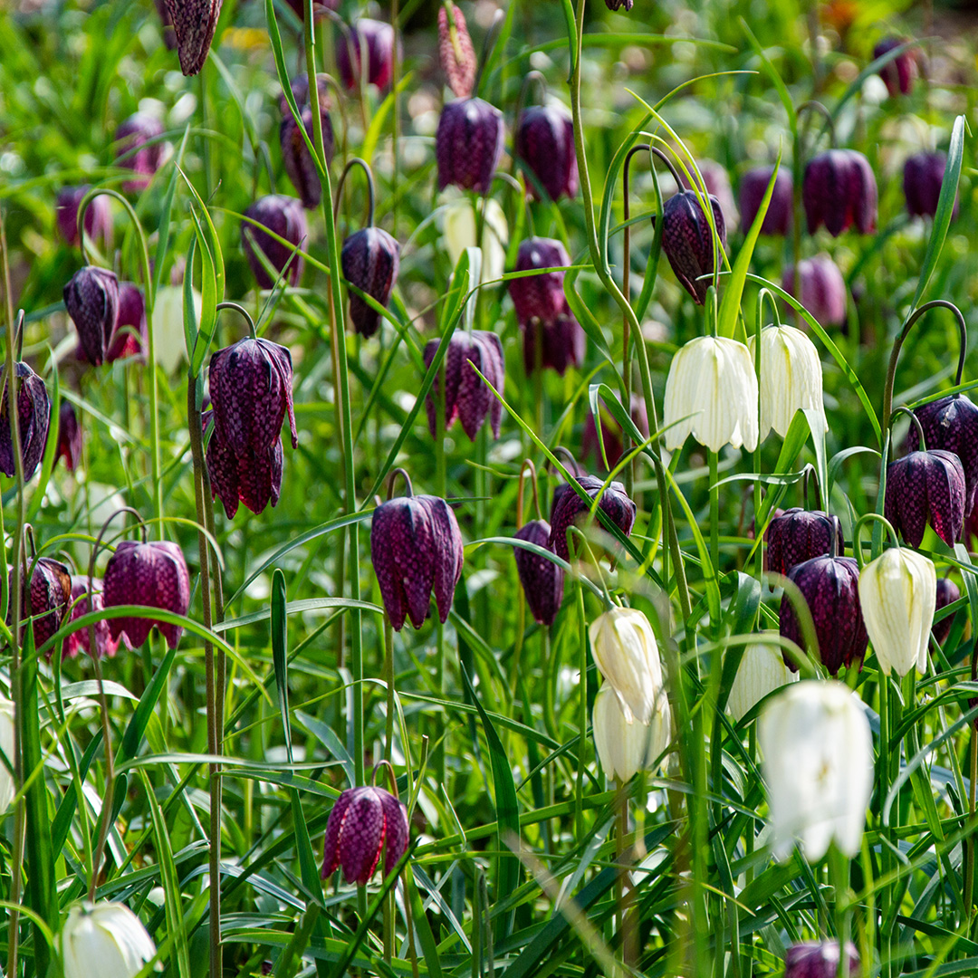 Fritillaire meleagris mélange