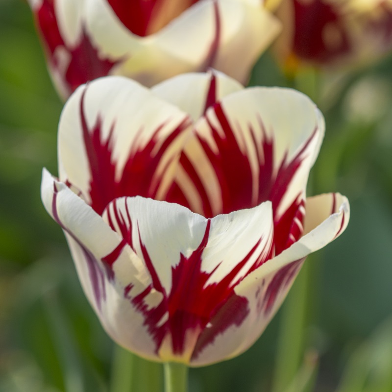 Tulipe Grand Perfection