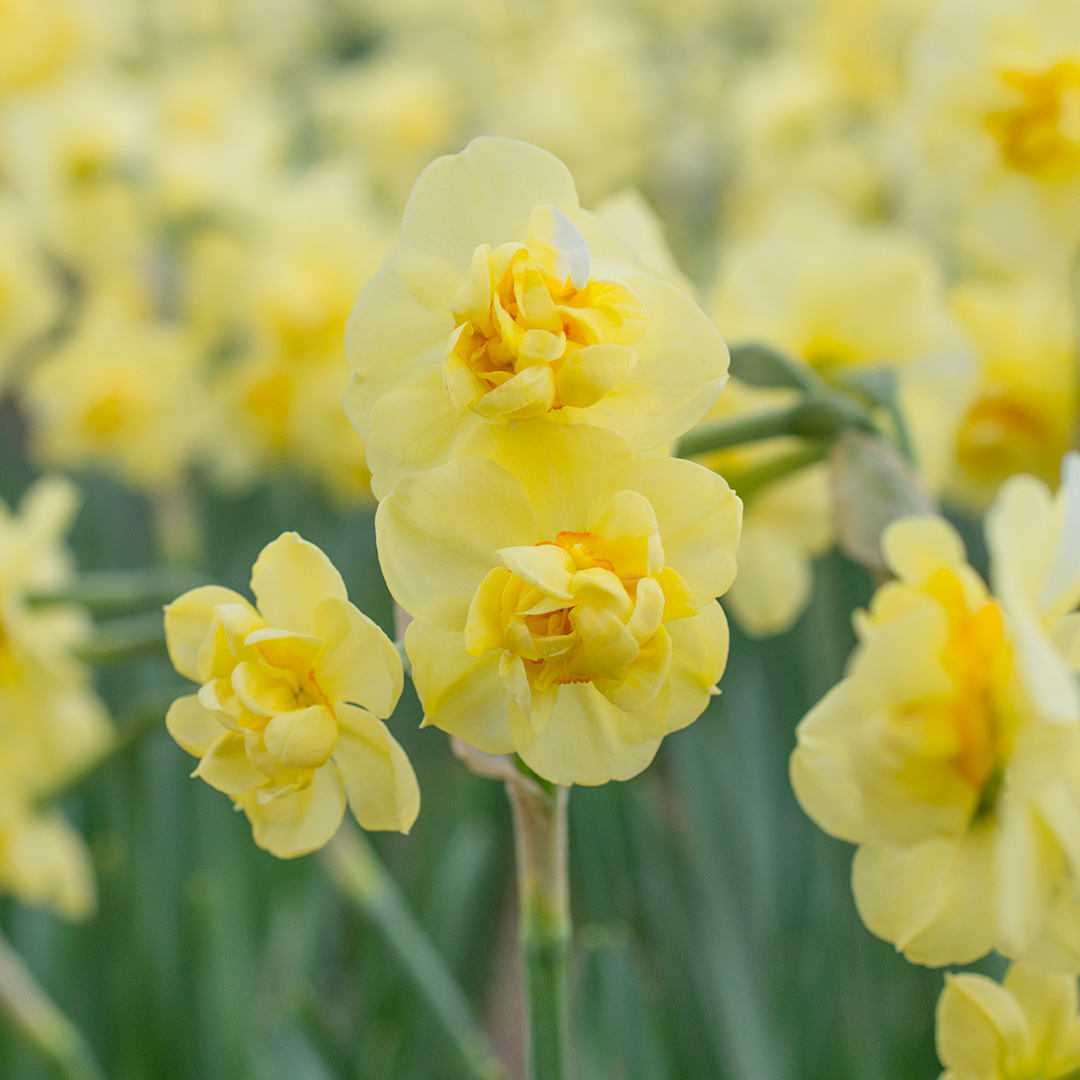 Jonquille Yellow Cheerfullness