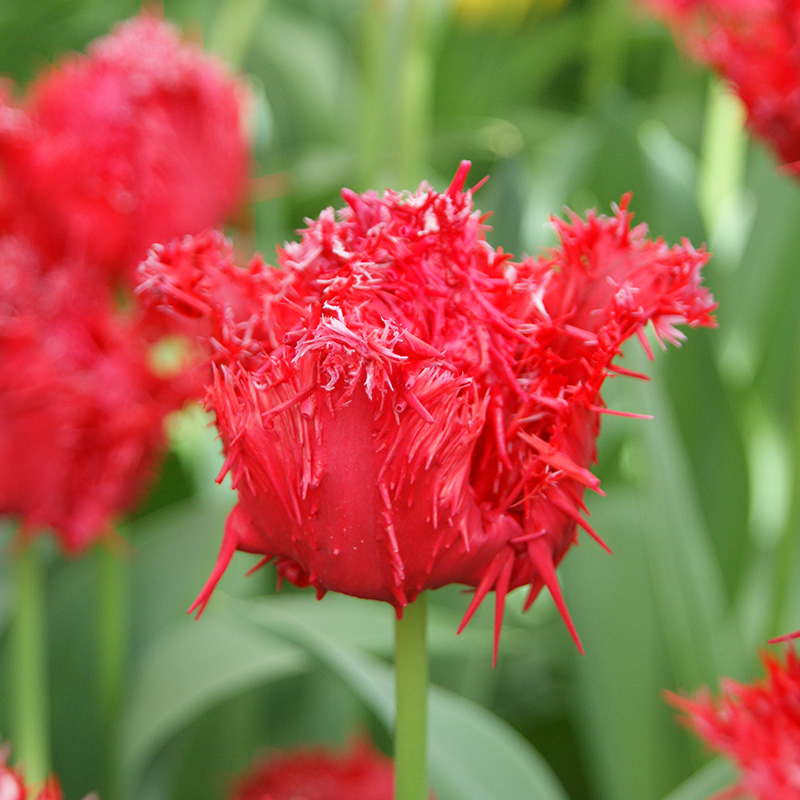 Tulipe Fringed Barbados