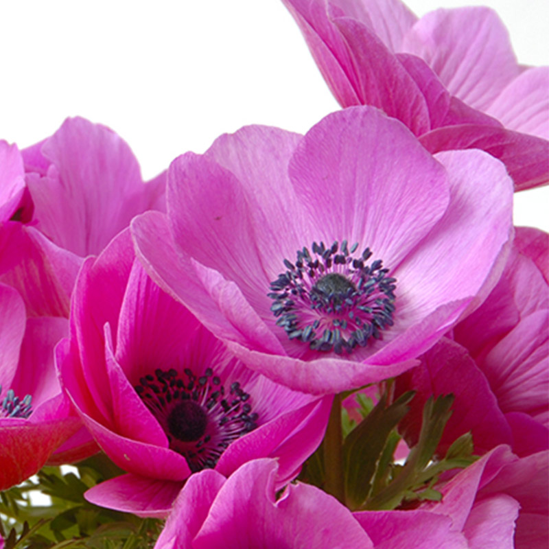 Anemone Sylphide