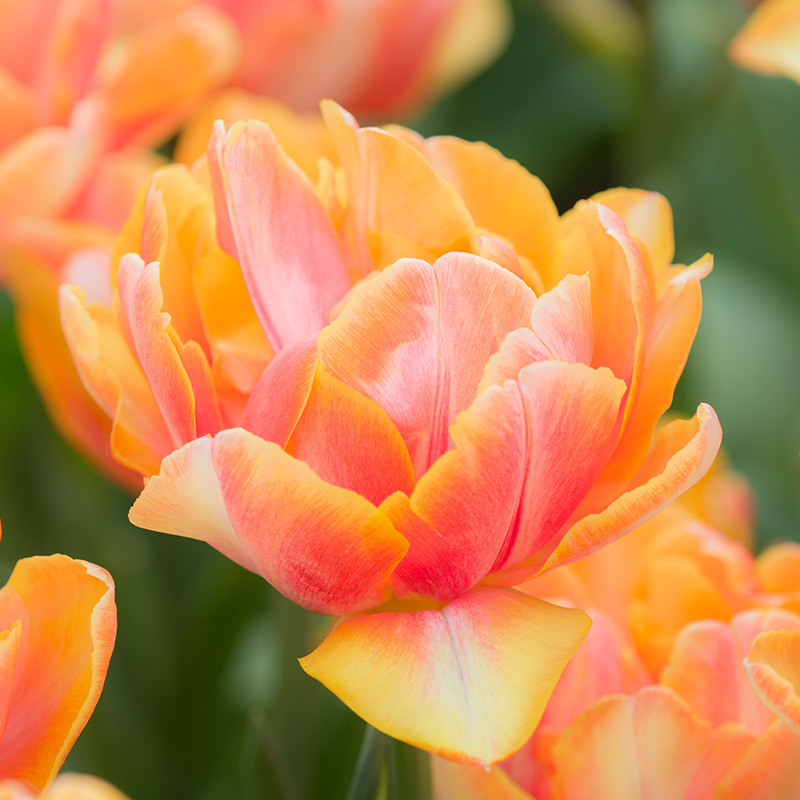 Tulipe Foxy Foxtrot®