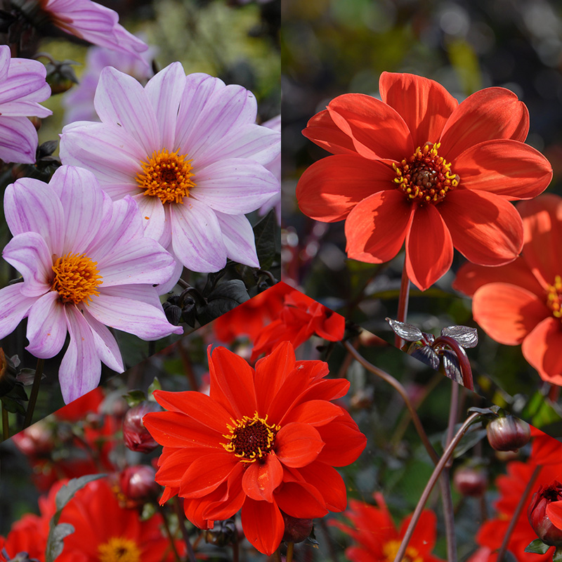 Dahlia collection Bishop