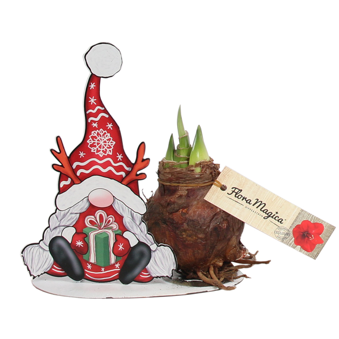 Amaryllis Gnoom met kado