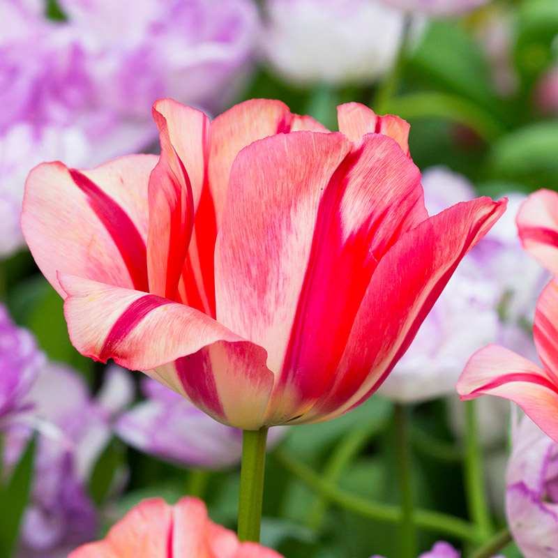 Tulipe Spryng Break®