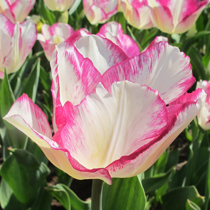 Tulipe Affaire