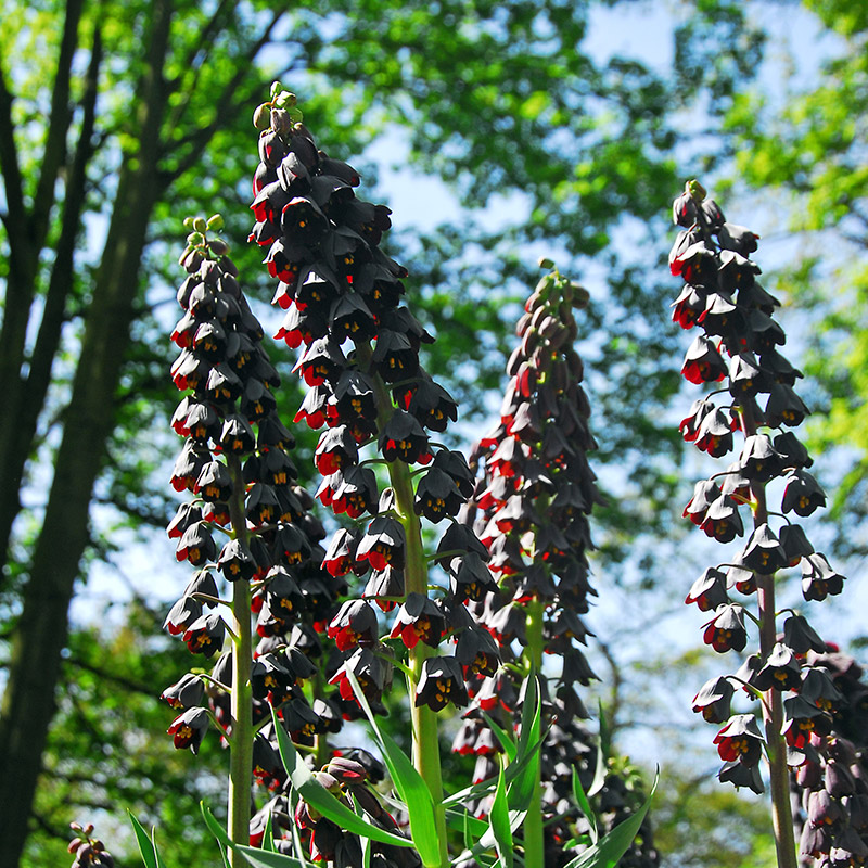 Fritillaire persica