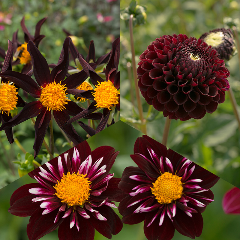 Dahlia pakket Dark Chique